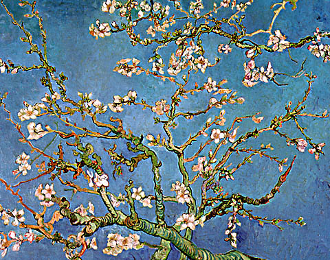 branches_of_an_almond_tree_in_blossom.jpg