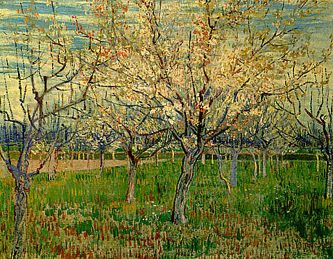 orchard_with_blossoming_apricot_trees.jpg