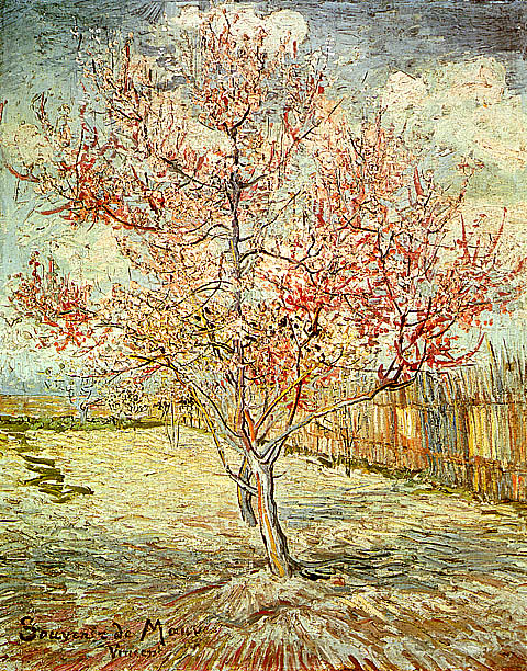 pink_peach_trees_1.jpg